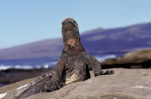 GALAPAGOS SEA IGUANA (amblyrhynchus cristatus), ADULT WARMING HIMSELF IN THE SUN, GALAPAGOS ISLANDS