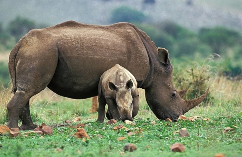 White Rhinoceros (ceratotherium simum), Female with Calf, South Africa, Africa