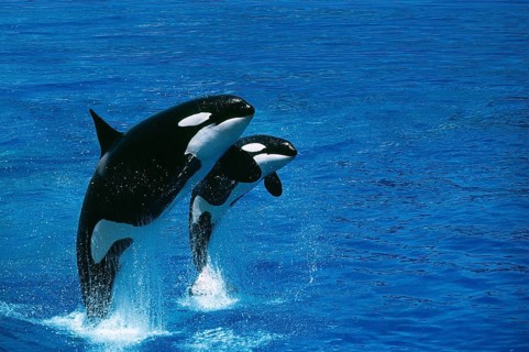 Killer Whale (orcinus orca), Female with Calf Breaching