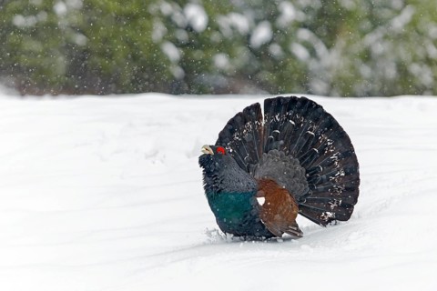 Capercaillie (Tetrao urogallus) in the snow, Tyrol, Austria, Europe