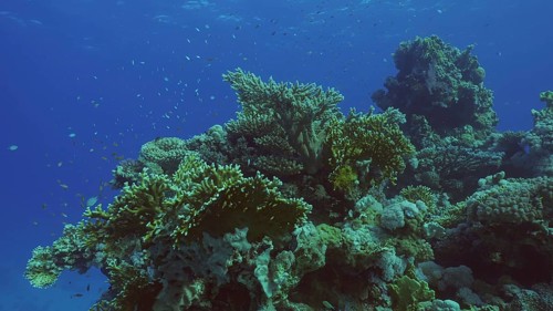 Beautiful tropical coral reef in coral garden in blue deep sea colorful fish swims around reefs,