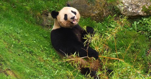 Giant Panda (ailuropoda melanoleuca), Adult eating Bamboo Branch