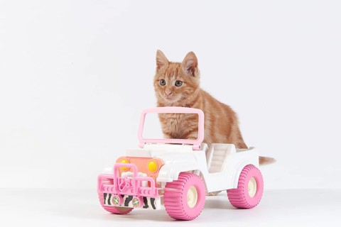 Red Tabby Domestic Cat, Kitten playing with Car Toy against White Background