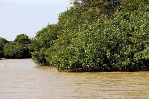 River and Forest in Orinoco Delta, Venezuela, South America