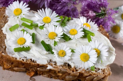 Slice of bread with daisy blossoms (Bellis perennis)