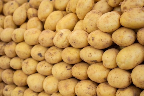 The concept of fresh vegetables, organic natural food, growing potatoes, farming