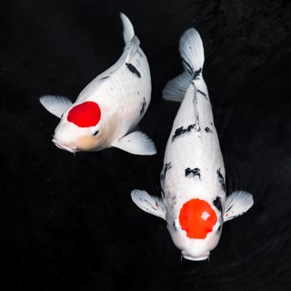 Top view koi fishes. High resolution photo