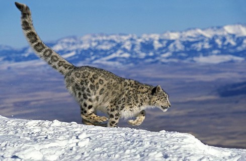 SNOW LEOPARD OR OUNCE uncia uncia, ADULT RUNNING ON SNOW