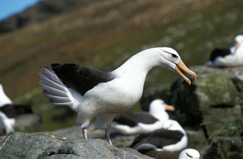 Black-Browed Albatross, diomedea melanophris, Adult calling, Drake Passage in Antarctica
