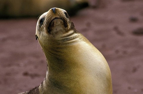 Galapagos Fur Seal (arctocephalus galapagoensis), Adult standing on Beach, Galapagos Islands
