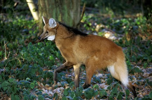 Maned Wolf (chrysocyon brachyurus), Adult