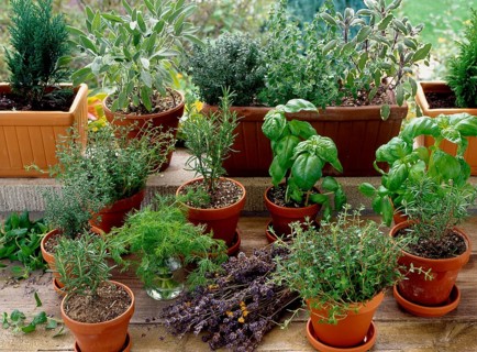 Various herbs in pots rosemary (Rosmarinus officinalis), basil, dill (Anethum graveolens) Dill