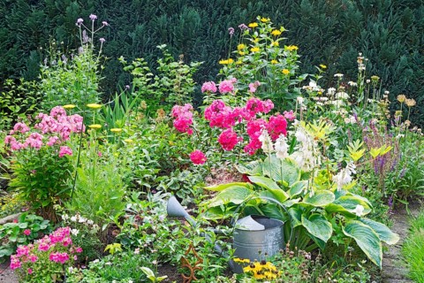 Perennial bed in summer