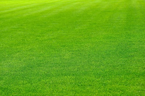 Green lawn beautiful sports field, grass