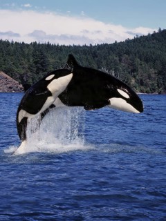 Killer Whale (orcinus orca), Mother and Calf Leaping, Canada, North America