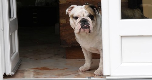 English Bulldog, Female waiting at the Door of the House, Normandy