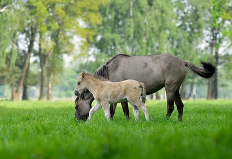 Wild horses of Dülmen, grazing mare with dun-colored foal, Wildpferdebahn in Merfelder Bruch,