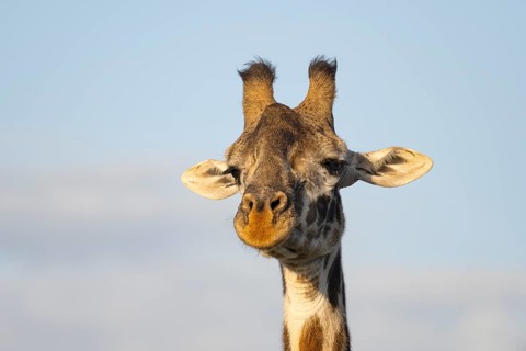 Masai giraffe (Giraffa tippelskirchi), animal portrait, eye contact, Ndutu Conservation Area,