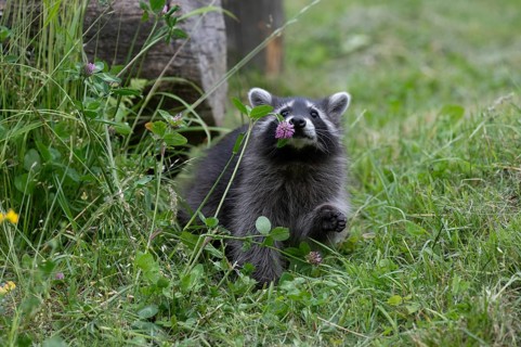 Young raccoon (Procyon lotor) sniffing at a flower, Wildpark Mautern, Styria, Austria, Europe