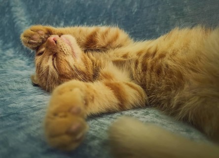 Sleepy orange kitten takes a nap indoors on the sofa. Little ginger cat sleeping tight in a cute