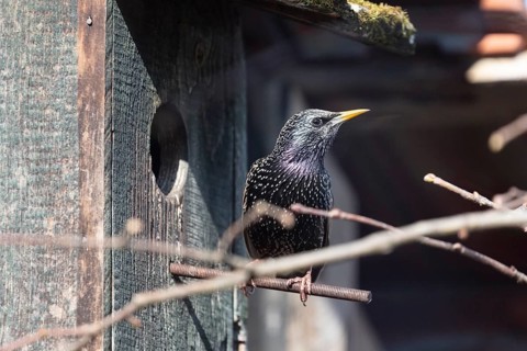 Common starling (Sturnus vulgaris), in front of a starling box, Bavaria, Germany, Europe