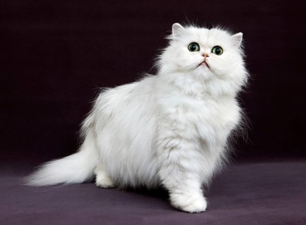 CHINCHILLA PERSERCAT, adult WITH GREEN EYES