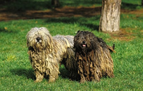 Bergamo Sheepdog or Bergamo Sheepdog