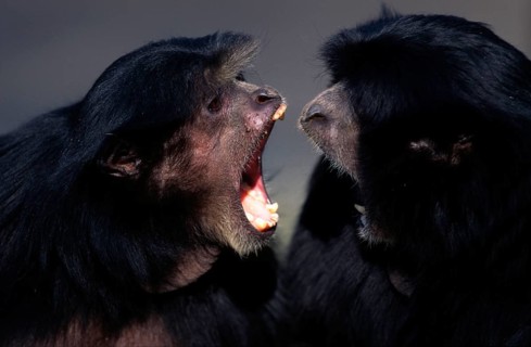 Siamangs, pair (Hylobates syndactylus)
