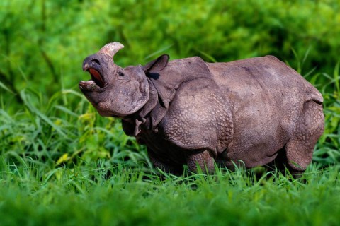 Indian Rhinoceros (Rhinoceros unicornis)