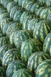 Watermelons (Citrullus lanatus)