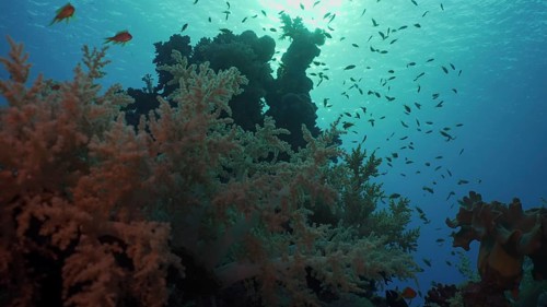 Silhouettes of tropical fish swims next to coral reef on surface water and setting sun background,
