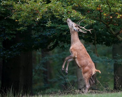 Red Deer (Cervus elaphus), male, eating from tree
