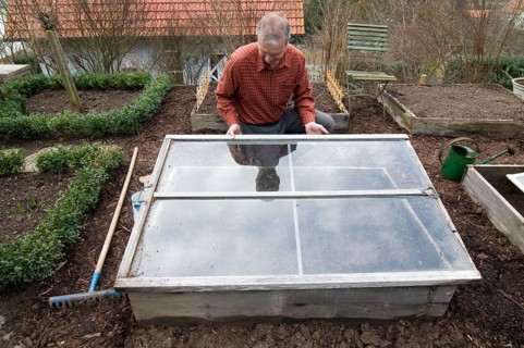 Man covers cold frame with old window, manure bed