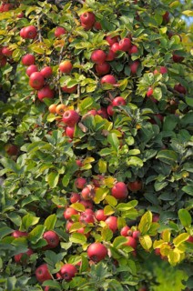Apple Tree Variety : Idared