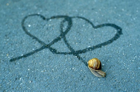 Snail track, heart-shaped slime track, ribbon snail, garden ribbon snail, white-lipped snail