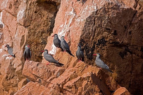 Inca tern (larosterna inca), GROUP OF ADULTS ON ROCK, BALLESTAS ISLANDS IN PARACAS NATIONAL PARK,
