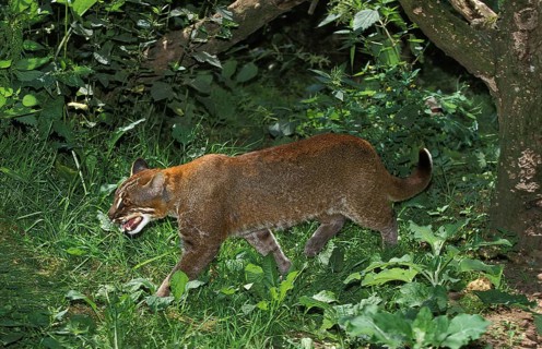 ASIA GOLD CAT OR TEMMINK CAT catopuma temmincki