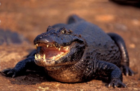 BROAD NOSED CAIMAN (caiman latirostris), ADULT WITH OPEN MOUTH, PANTANAL IN BRAZIL