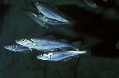 Whiting, whiting, merlan, merland, whiting, whiting, gadden, other animals, fish, animals, codfish,