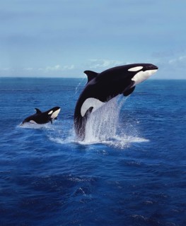 KILLER WHALE (orcinus orca), MOTHER AND CALF LEAPING
