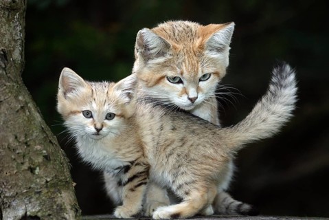 SAND sand cat (felis margarita), MOTHER WITH CUB