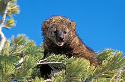 Fisher (martes pennanti), Adult in Pine Tree, Canada, North America