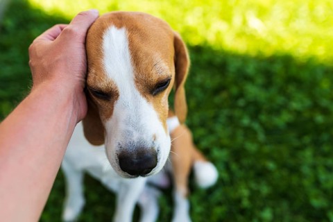 Owner pet the beagle dog on grass on sunny summer day. Good dog concept