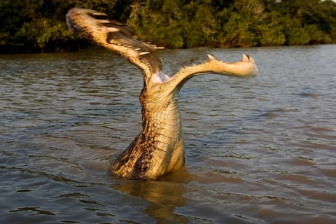 Spectacled Caiman (caiman crocodilus), Los Lianos in Venezuela, Digital composite