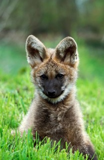 Maned Wolf (chrysocyon brachyurus), Pup sitting on Grass
