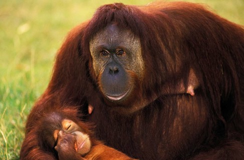 Orang Utan (pongo pygmaeus), Mother with Young