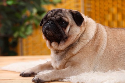 Pug, bitch, 4 years