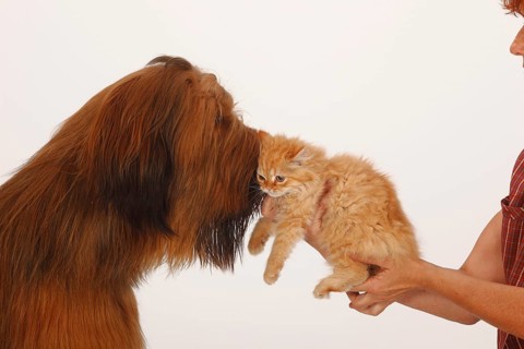 Briard, 1 year, and domestic cat, kitten, Berger de Brie