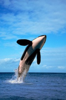 Killerwhale (Orcinus orca)