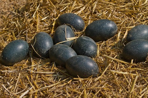 Emu (Dromaius novaehollandiae), eggs, Australia, Oceania
